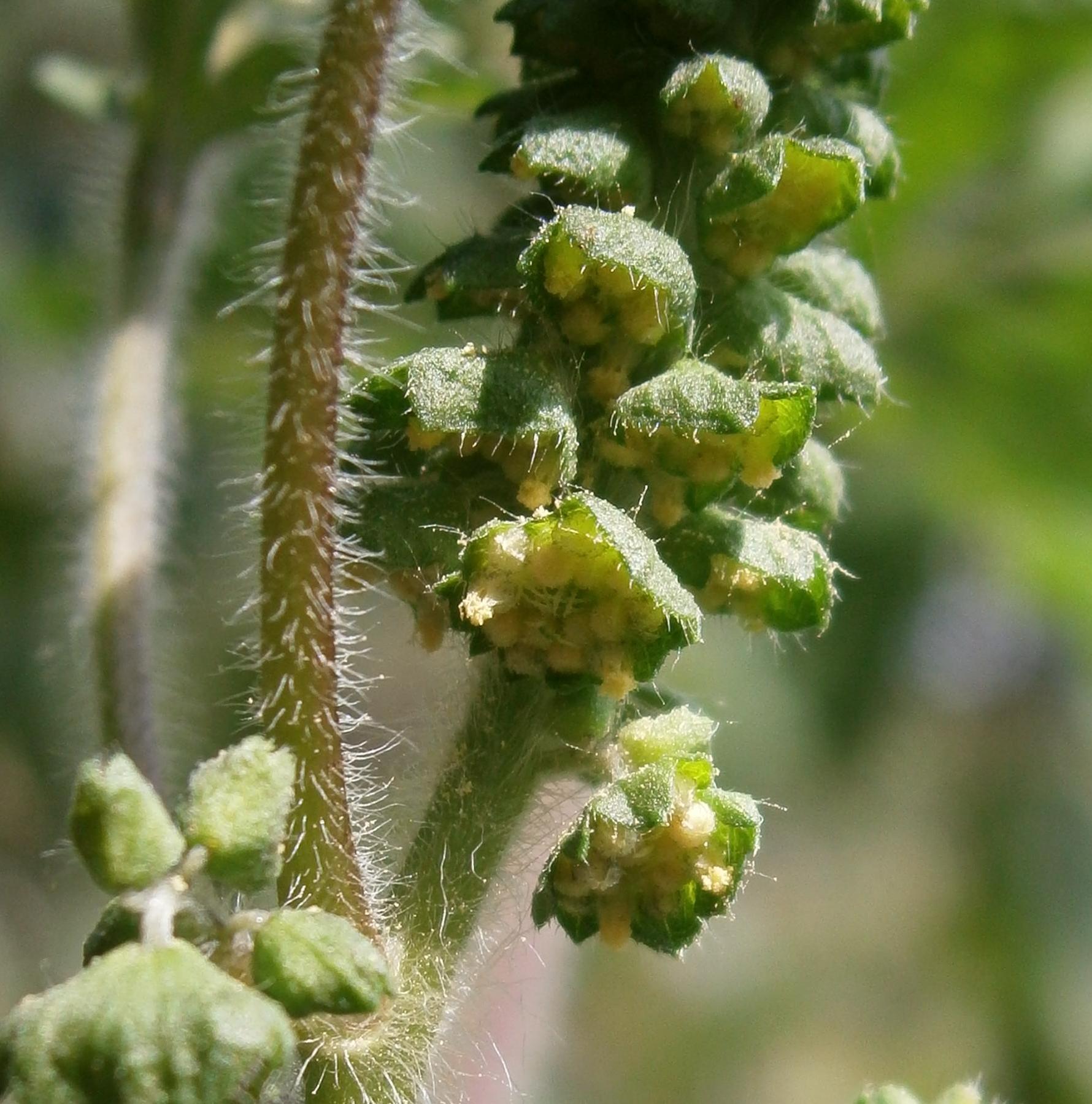 آمبروسیا معمولی